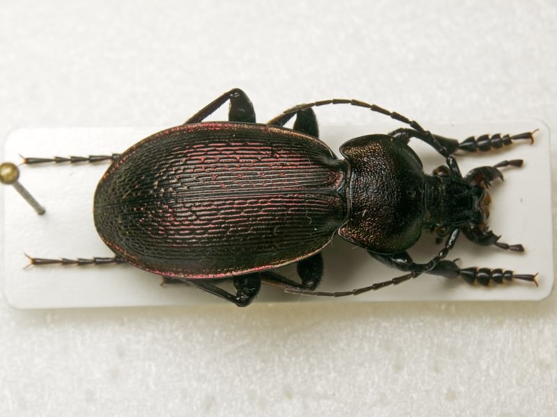Carabus excellens Fabricius, 1798